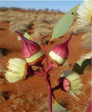 APII jpeg image of Eucalyptus pachyphylla  © contact APII