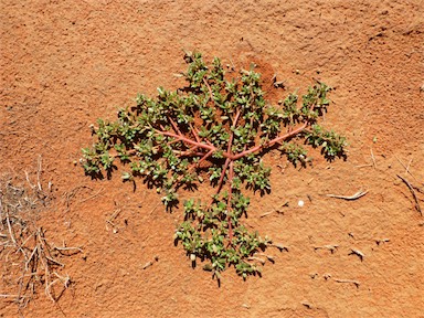 APII jpeg image of Portulaca oleracea  © contact APII