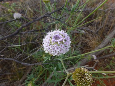 APII jpeg image of Trachymene glaucifolia  © contact APII