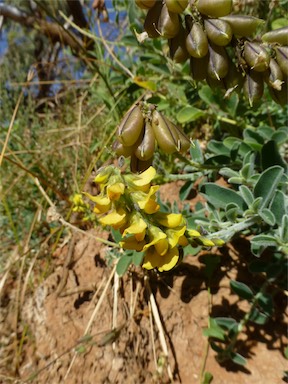 APII jpeg image of Crotalaria smithiana  © contact APII