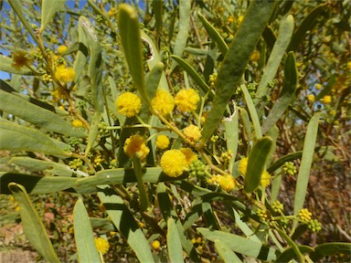 APII jpeg image of Acacia ligulata  © contact APII