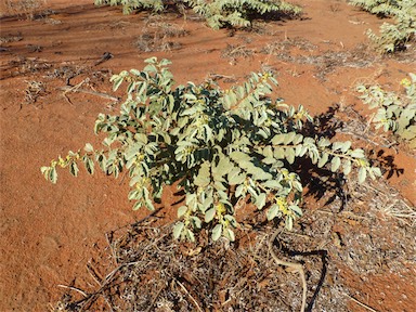 APII jpeg image of Androcalva loxophylla  © contact APII