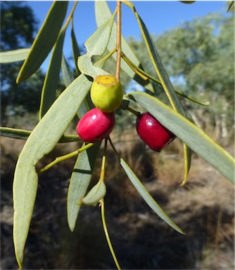 APII jpeg image of Santalum lanceolatum  © contact APII