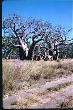 APII jpeg image of Adansonia gregorii  © contact APII