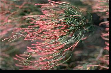 APII jpeg image of Allocasuarina muelleriana  © contact APII