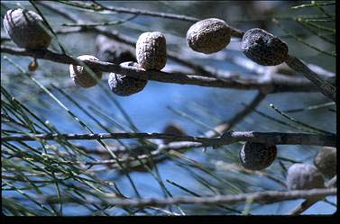 APII jpeg image of Casuarina humilis  © contact APII