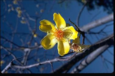 APII jpeg image of Cochlospermum gillivraei  © contact APII