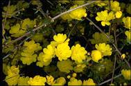 Hibbertia empetrifolia - click for larger image