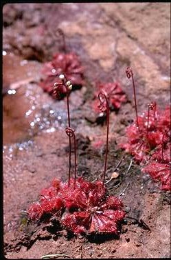 APII jpeg image of Drosera spatulata  © contact APII