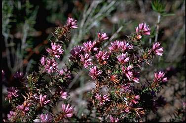 APII jpeg image of Andersonia sprengelioides  © contact APII