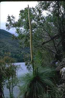 APII jpeg image of Xanthorrhoea australis  © contact APII