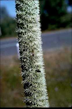 APII jpeg image of Xanthorrhoea preissii  © contact APII