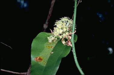 APII jpeg image of Smilax australis  © contact APII