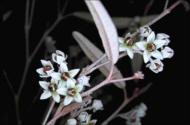 APII jpeg image of Lasiopetalum baueri  © contact APII