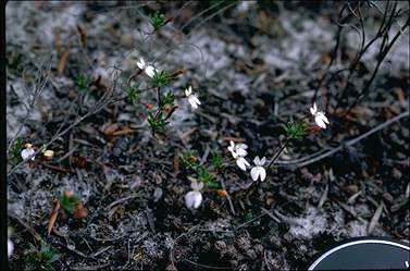 APII jpeg image of Stylidium repens var. repens  © contact APII