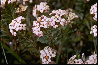 APII jpeg image of Pimelea alpina  © contact APII