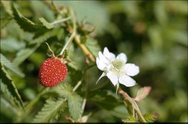 APII jpeg image of Rubus rosifolius  © contact APII