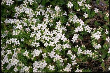 APII jpeg image of Asperula conferta  © contact APII