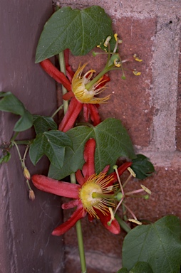 APII jpeg image of Passiflora cinnabarina  © contact APII