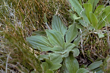 APII jpeg image of Plantago euryphylla  © contact APII