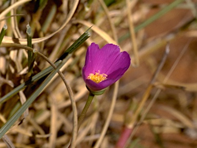 APII jpeg image of Calandrinia balonensis  © contact APII