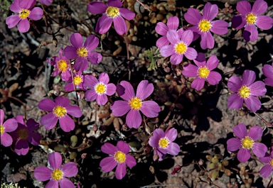 APII jpeg image of Calandrinia polyandras  © contact APII