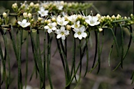 Myoporum floribundum - click for larger image