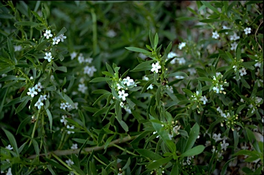 APII jpeg image of Myoporum montanum  © contact APII