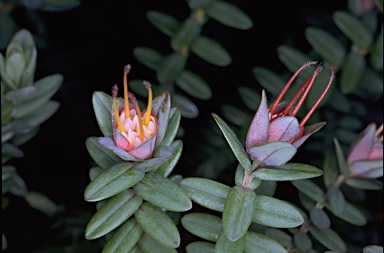 APII jpeg image of Darwinia citriodora  © contact APII