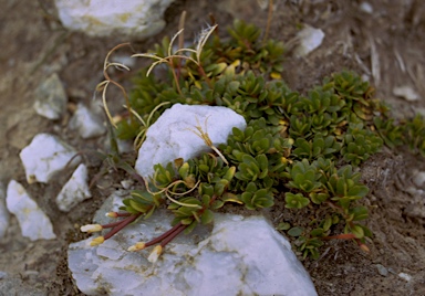 APII jpeg image of Epilobium tasmanicum  © contact APII