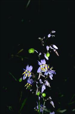 APII jpeg image of Dianella caerulea  © contact APII