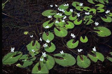 APII jpeg image of Nymphoides parvifolia  © contact APII