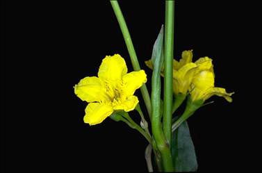 APII jpeg image of Villarsia exaltata  © contact APII