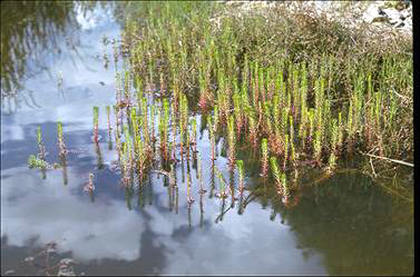 APII jpeg image of Myriophyllum propinquum  © contact APII