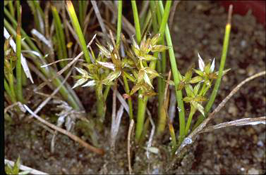 APII jpeg image of Juncus fockei  © contact APII