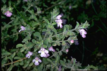 APII jpeg image of Hemiandra canescens  © contact APII