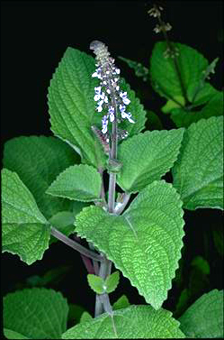 APII jpeg image of Plectranthus graveolens  © contact APII