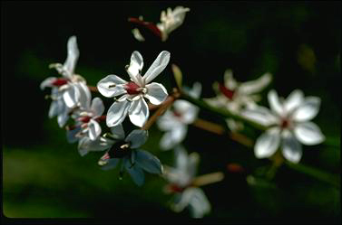 APII jpeg image of Burchardia umbellata  © contact APII