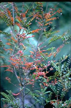 APII jpeg image of Nothofagus cunninghamii  © contact APII