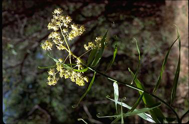 APII jpeg image of Flagellaria indica  © contact APII