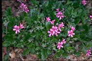 Pelargonium rodneyanum - click for larger image