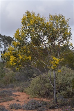 APII jpeg image of Acacia pycnantha  © contact APII