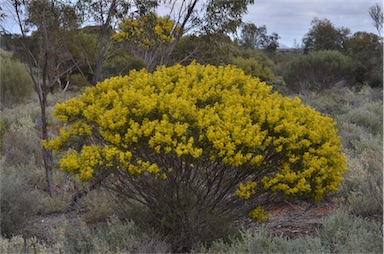 APII jpeg image of Acacia hakeoides  © contact APII