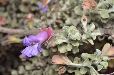 APII jpeg image of Eremophila rotundifolia  © contact APII