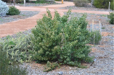 APII jpeg image of Eremophila serrulata  © contact APII