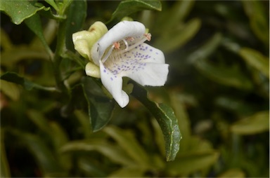 APII jpeg image of Eremophila crenulata  © contact APII