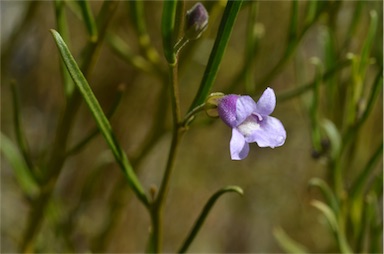 APII jpeg image of Eremophila phillipsii  © contact APII