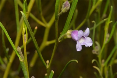 APII jpeg image of Eremophila phillipsii  © contact APII