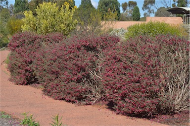 APII jpeg image of Eremophila maculata subsp. brevifolia  © contact APII