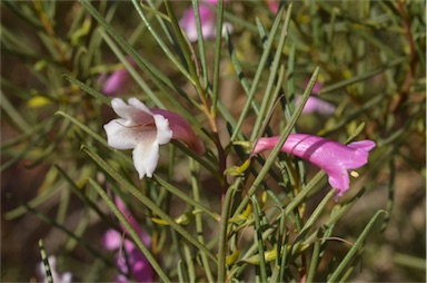 APII jpeg image of Eremophila rostrata  © contact APII